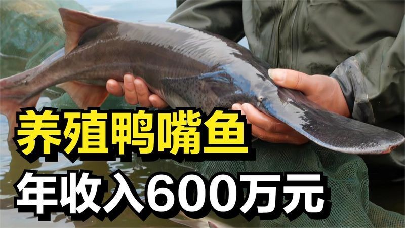 三斤的鴨嘴魚(yú)多少錢(qián)一斤|58元/斤的鴨嘴魚(yú)多少錢(qián)一斤