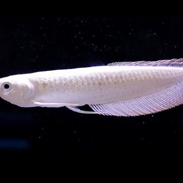 雪龍和白子銀龍的區別是什么？|廣州龍魚祥龍魚場雪龍與白子銀龍并非雪龍并非雪龍