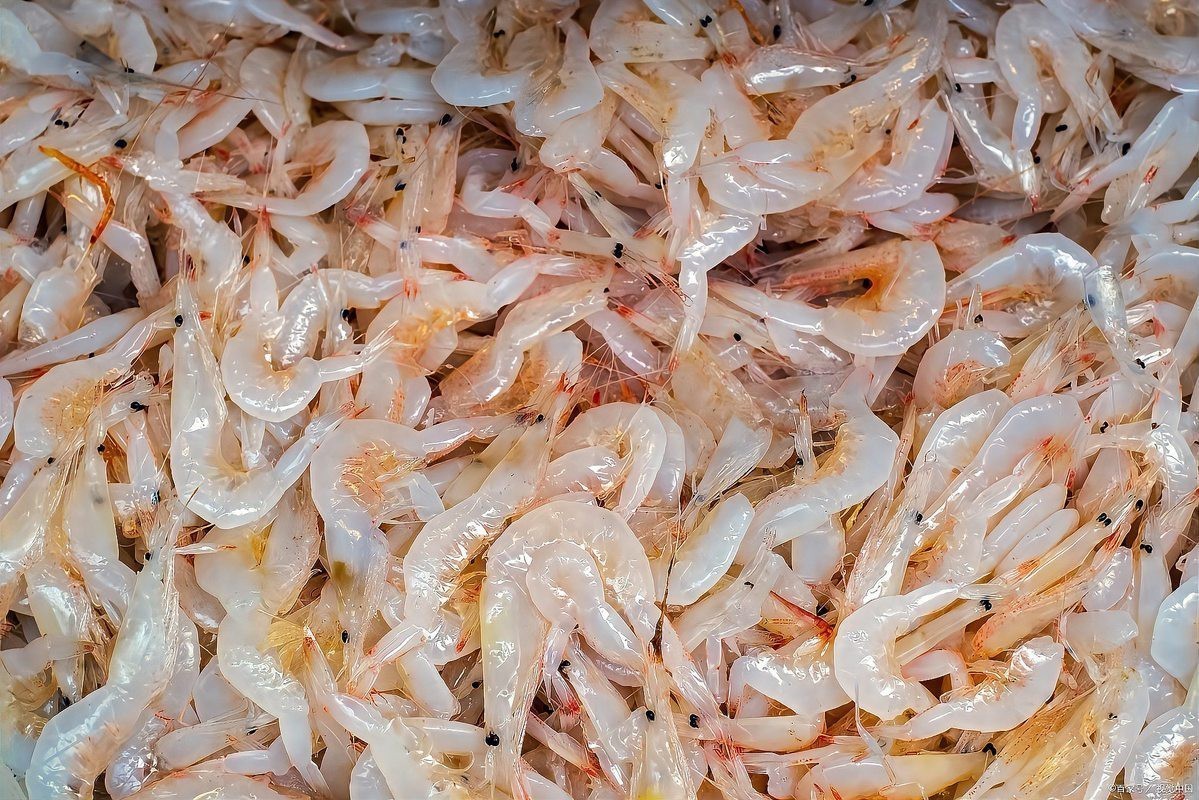 金魚最愛吃的10種食物|金魚最愛吃的10種食物信聯通驛,金魚吃什么家養沒飼料怎么養