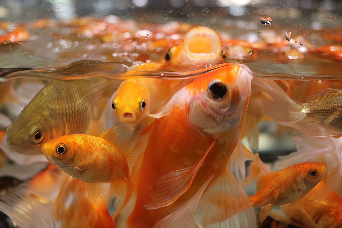 金魚最愛吃的10種食物|金魚最愛吃的10種食物信聯通驛,金魚吃什么家養沒飼料怎么養