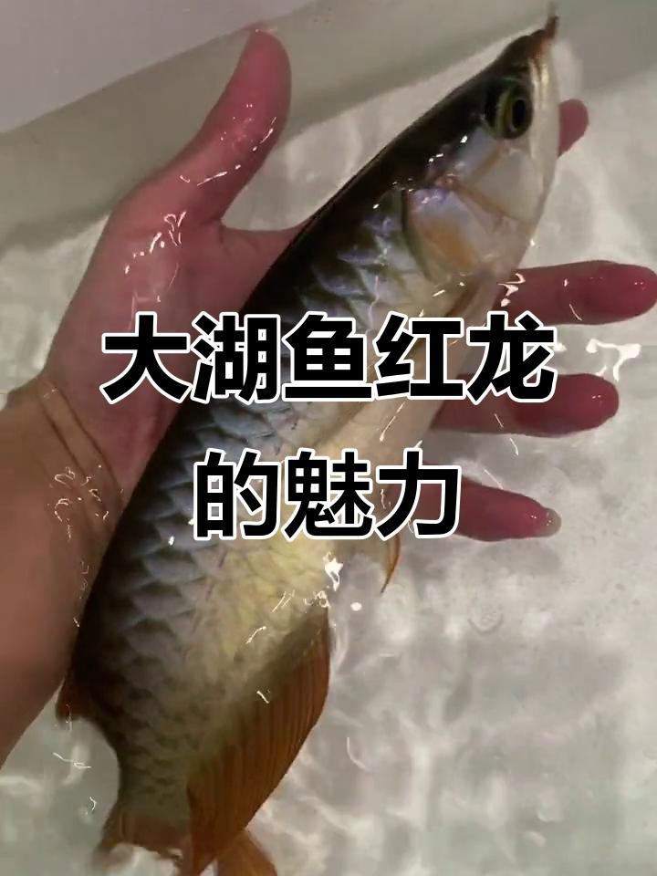 紅龍魚哪個(gè)血統(tǒng)最高|印尼紅龍魚中的血統(tǒng)代表血統(tǒng)代表血統(tǒng)代表血統(tǒng)體系 紅龍魚哪個(gè)血統(tǒng)最高|印尼紅龍魚中的血統(tǒng)代表血統(tǒng)代表血統(tǒng)代表血統(tǒng)體系 龍魚論壇 第4張