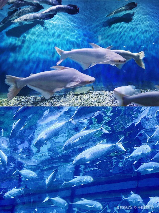 鄞州水族店|如何在海洋世界拍出驚艷大片秘訣