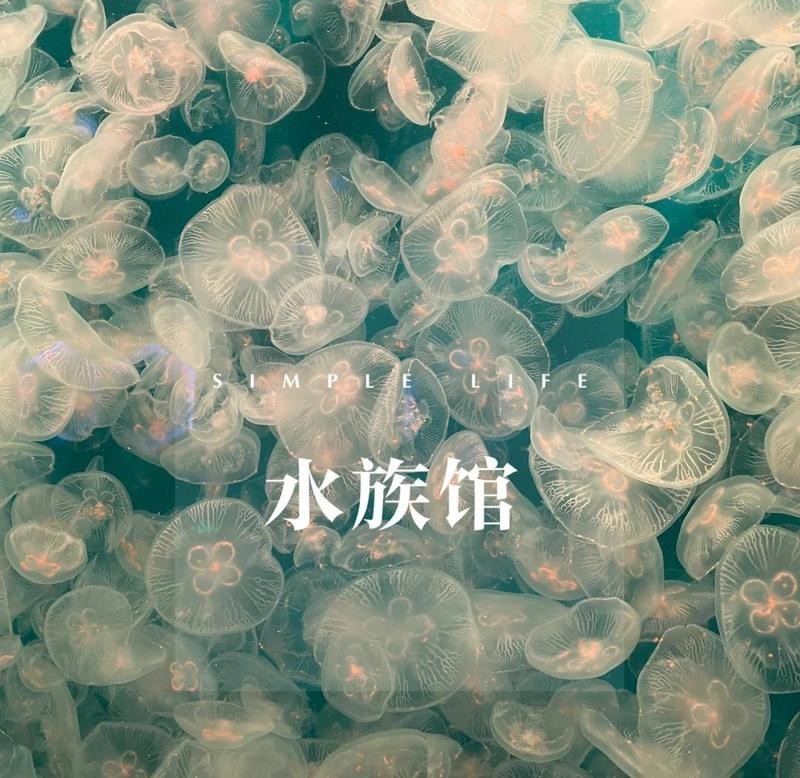 鄞州水族店|如何在海洋世界拍出驚艷大片秘訣