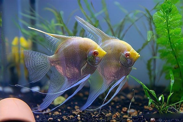 龍魚外寄生蟲|龍魚外寄生蟲的類型、癥狀表現、傳播途徑以及科學防治方法