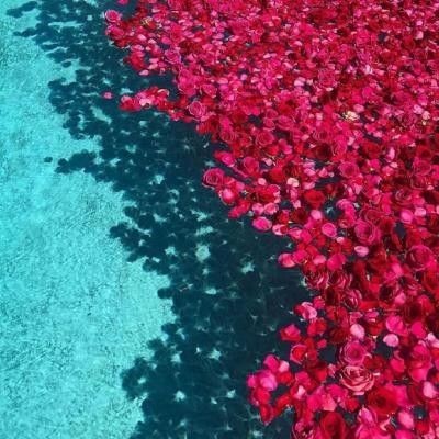 皇帝魚屬于什么檔次|皇帝魚不愧是淡水魚天花板