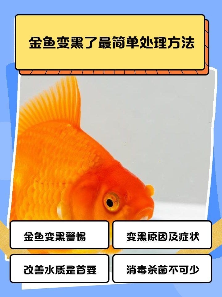 金魚變黑最快恢復方法|金魚變黑了怎么辦