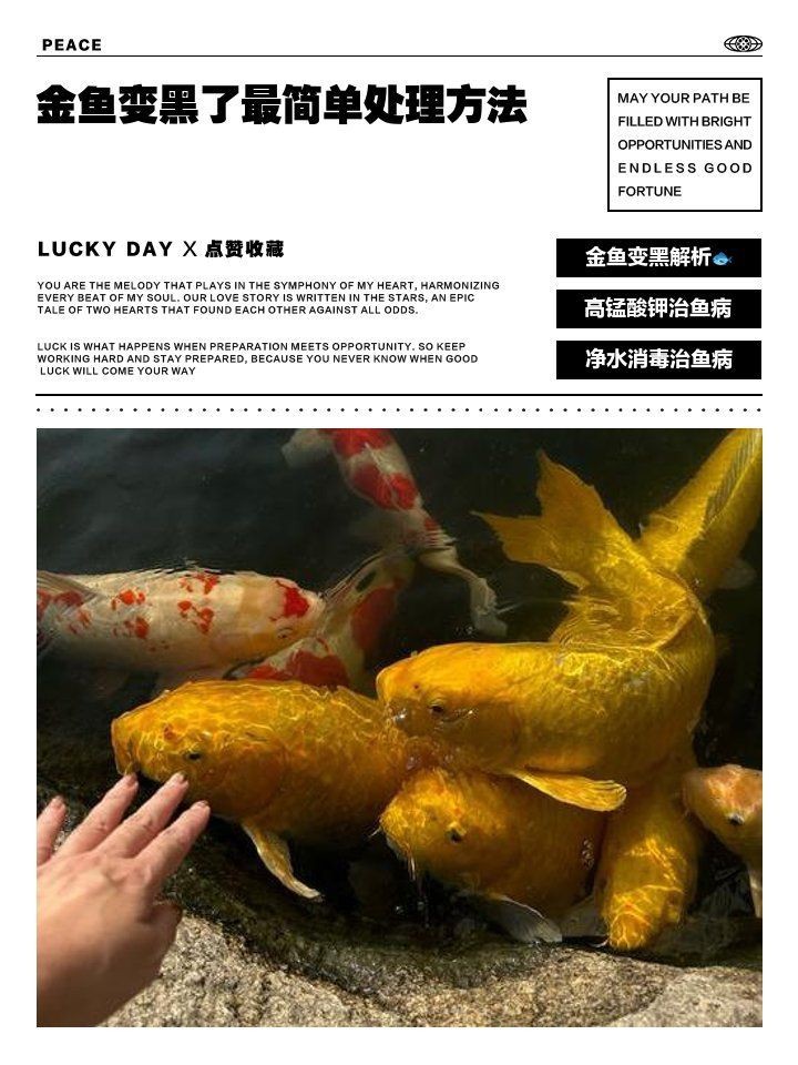 金魚變黑最快恢復方法|金魚變黑了怎么辦