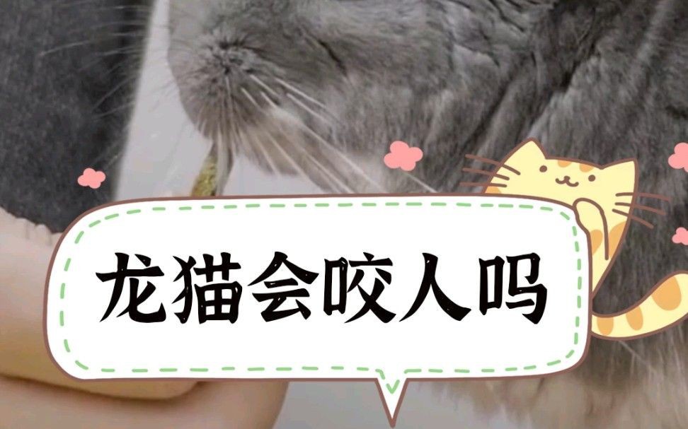 龍貓好養嗎 咬人嗎|寵物龍貓會不會咬人 龍貓好養嗎 咬人嗎|寵物龍貓會不會咬人 龍魚百科 第9張