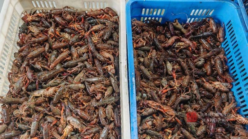 駐馬店水族店|關(guān)于駐馬店水族店