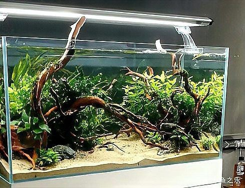 駐馬店水族店|關(guān)于駐馬店水族店