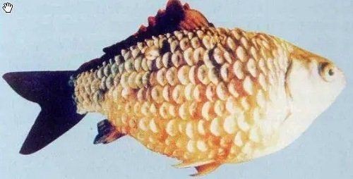 魚豎鱗病有哪些典型癥狀？|魚豎鱗病是什么原因