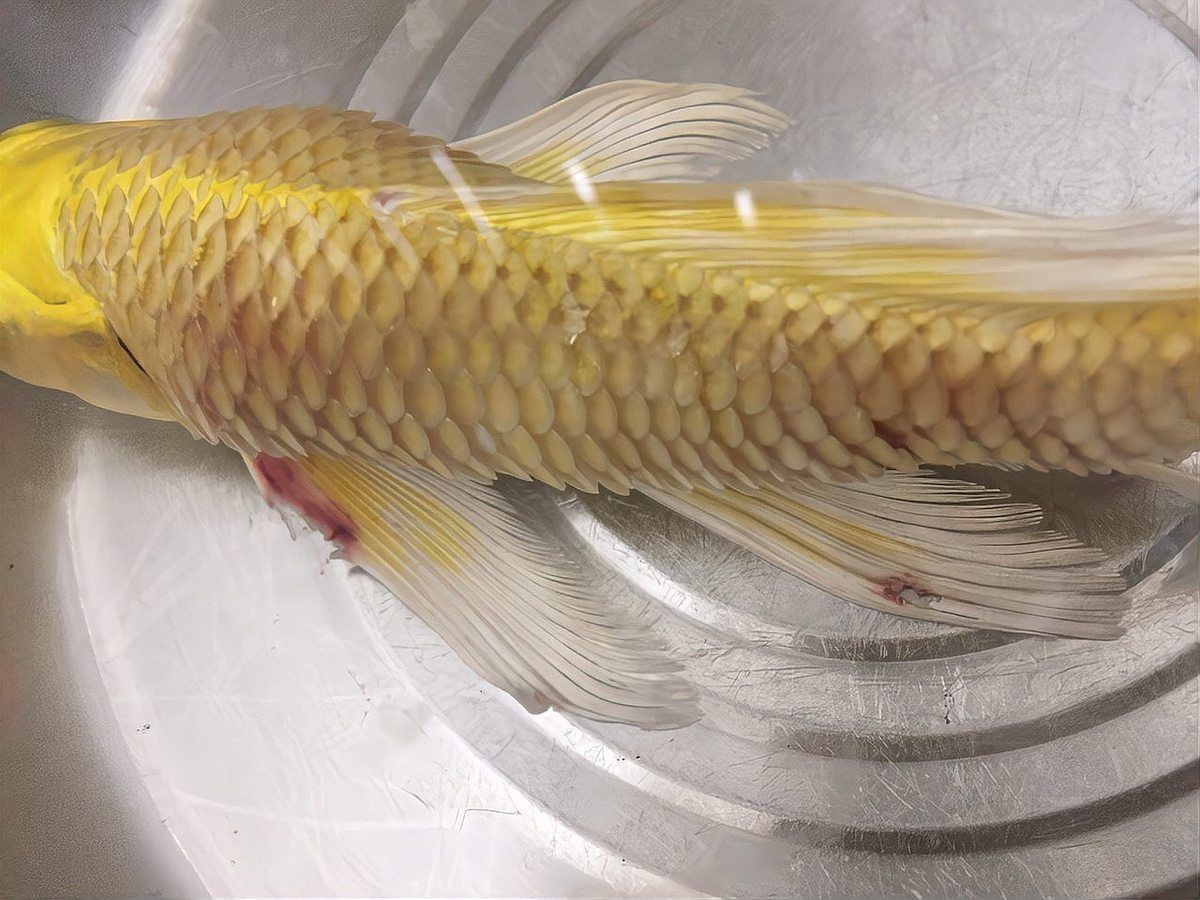 魚豎鱗病有哪些典型癥狀？|魚豎鱗病是什么原因