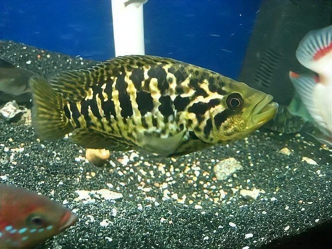 花老虎魚簡介|地虎魚，又稱淡水石斑魚、花豹石頭魚、花老虎