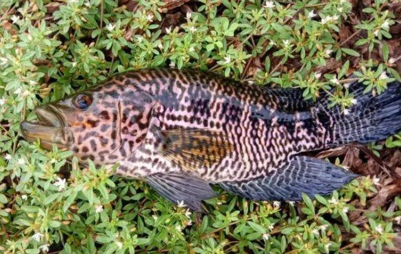 花老虎魚簡介|地虎魚，又稱淡水石斑魚、花豹石頭魚、花老虎
