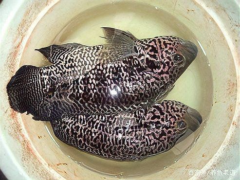 花老虎魚簡介|地虎魚，又稱淡水石斑魚、花豹石頭魚、花老虎
