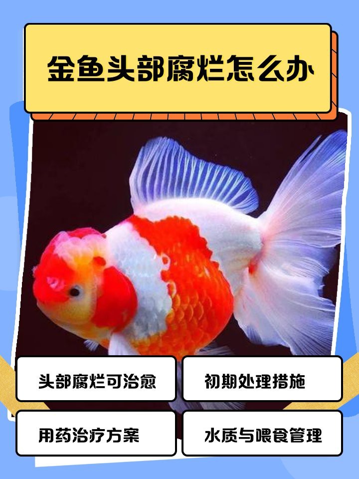 頂紅金魚頭瘤潰爛怎么辦|智能模式回答完成調用工具：百度健康