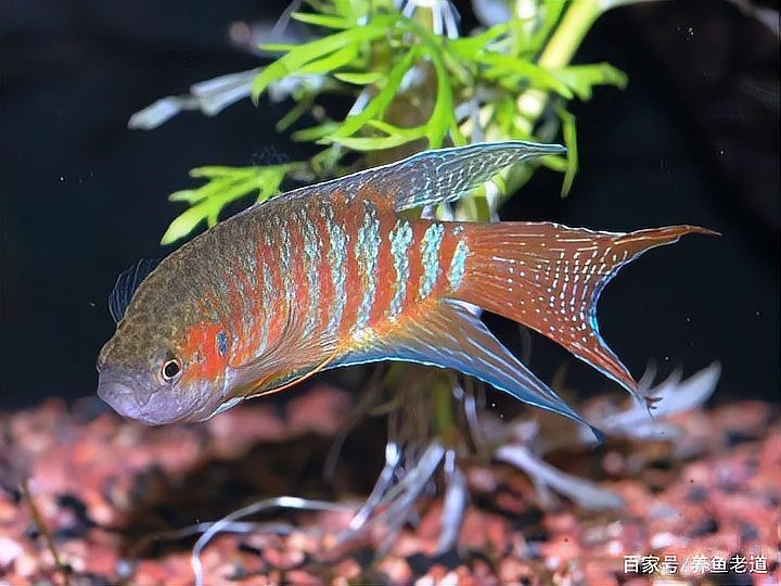 頂紅金魚頭瘤潰爛怎么辦|智能模式回答完成調用工具：百度健康