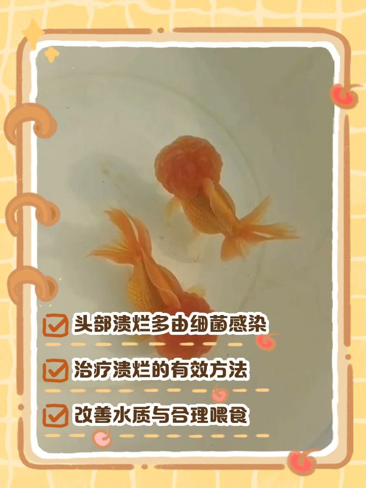 頂紅金魚頭瘤潰爛怎么辦|智能模式回答完成調用工具：百度健康