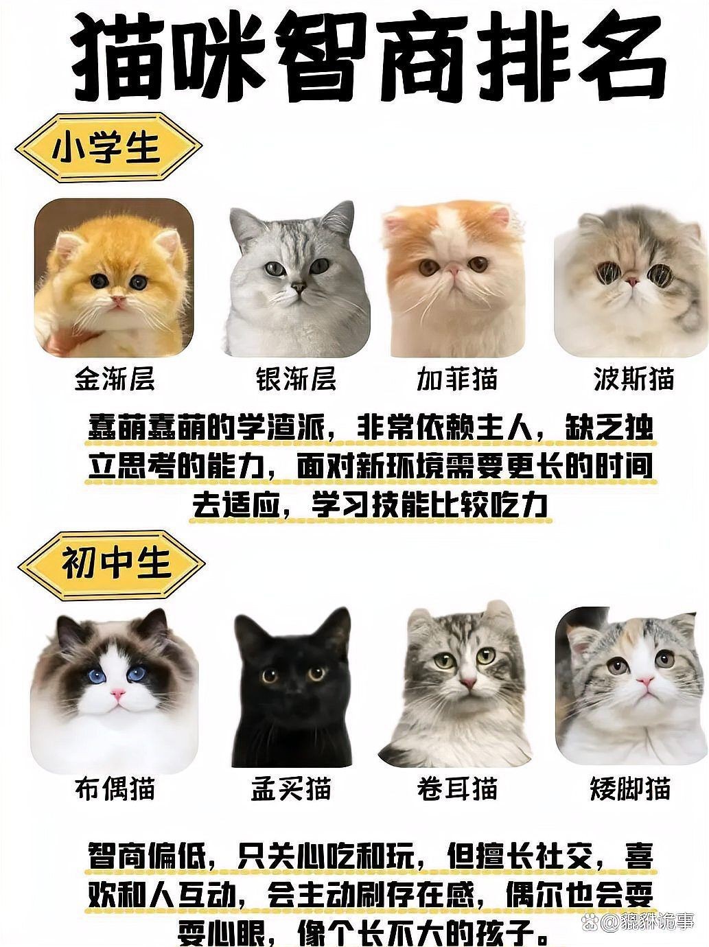 貓咪的智商排名一覽表【2025年貓咪智商排名一覽表（按段位/等級劃分）】