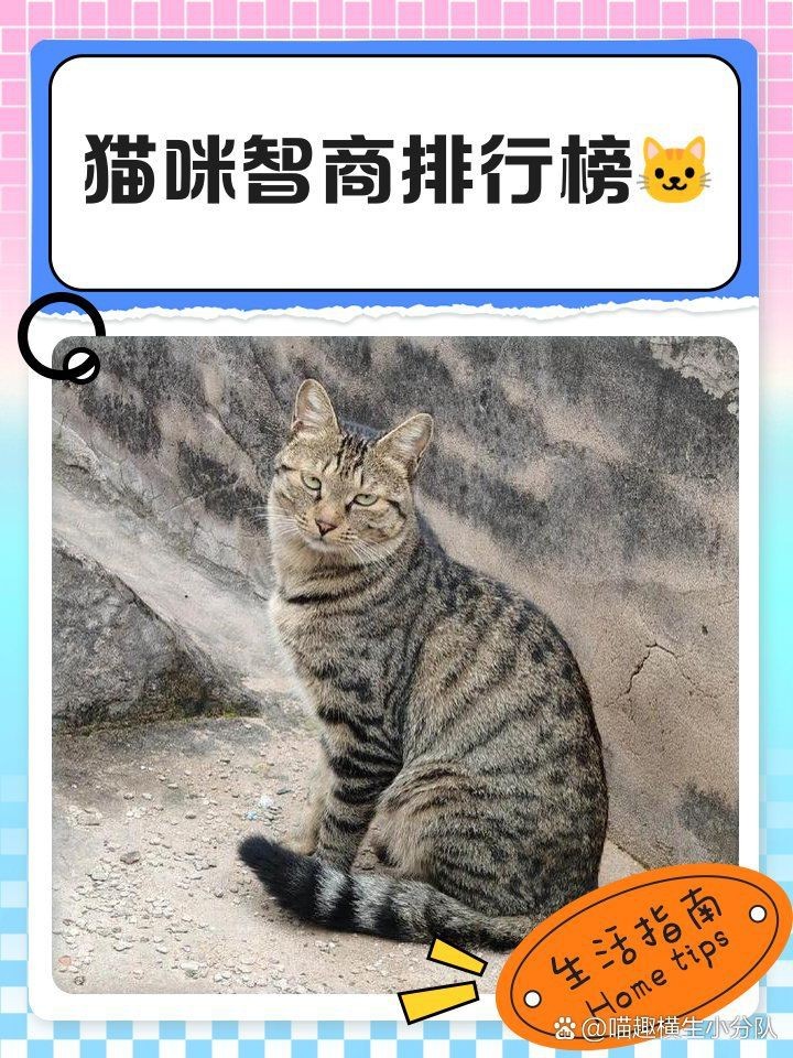 貓咪的智商排名一覽表【2025年貓咪智商排名一覽表（按段位/等級劃分）】