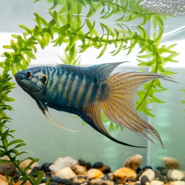 120×60魚缸如何設置遮蔽物？|120×60魚缸設置遮蔽物的方法摘要