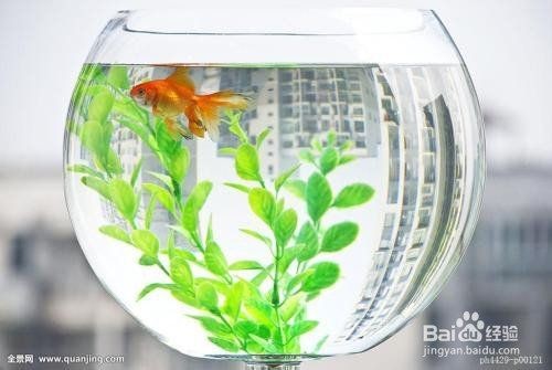 120×60魚缸如何設置遮蔽物？|120×60魚缸設置遮蔽物的方法摘要