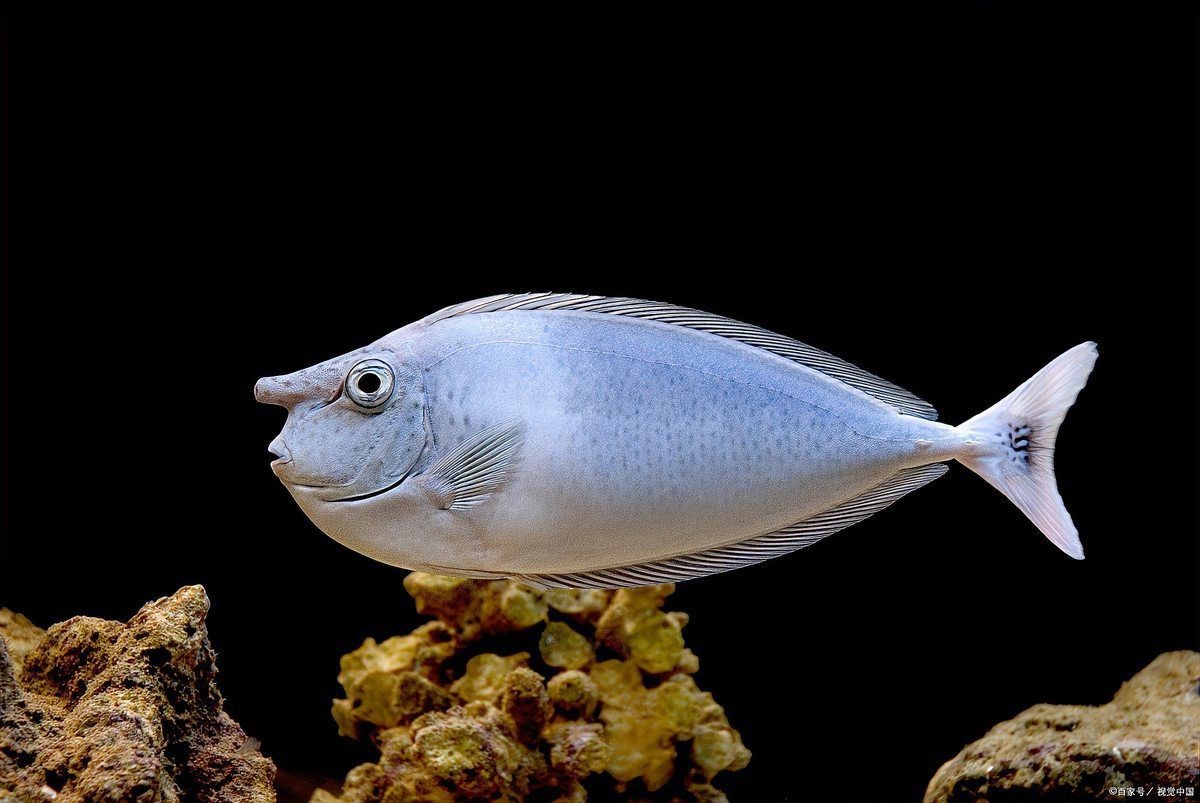 120×60魚缸如何設置遮蔽物？|120×60魚缸設置遮蔽物的方法摘要