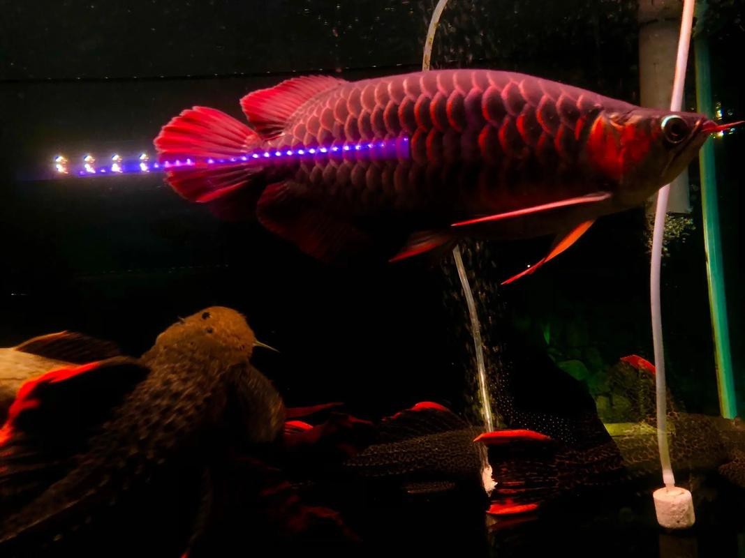 福龍王龍魚圖片及價格|養魚大全，龍魚價格大揭秘