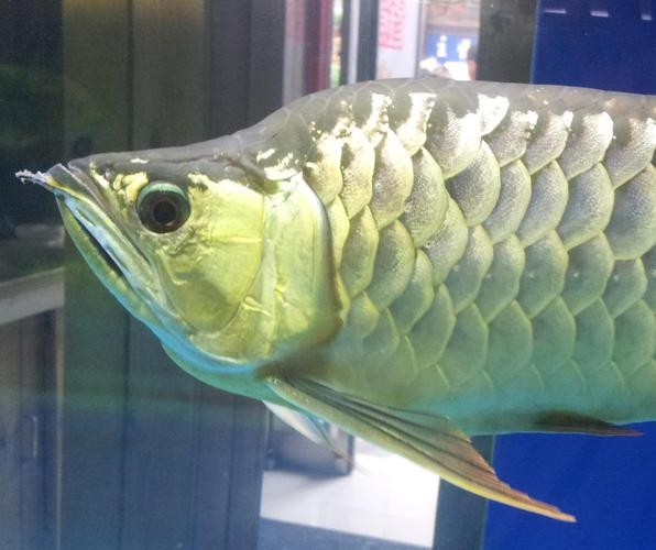 福龍王龍魚圖片及價格|養魚大全，龍魚價格大揭秘