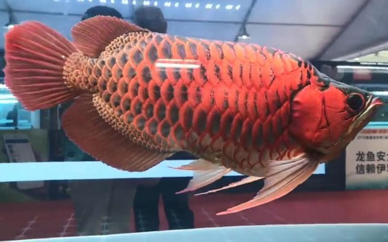 福龍王龍魚圖片及價格|養魚大全，龍魚價格大揭秘