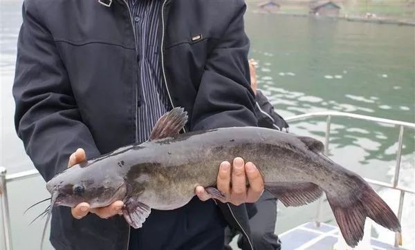 遷西龍魚店|關于“遷西龍魚店”的公告 全國水族館企業名錄 第2張 遷西龍魚店|關于“遷西龍魚店”的公告 遷西龍魚店|關于“遷西龍魚店”的公告 全國水族館企業名錄 第2張