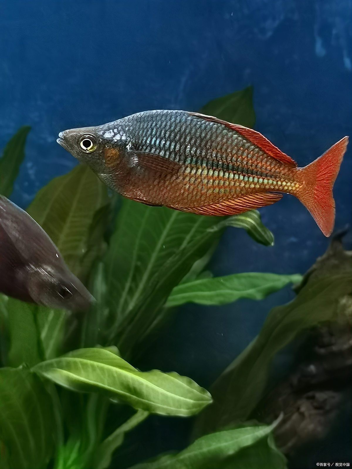 曼龍魚的最佳飼養溫度是多少|曼龍魚最佳飼養溫度范圍為22-[需手動填充]