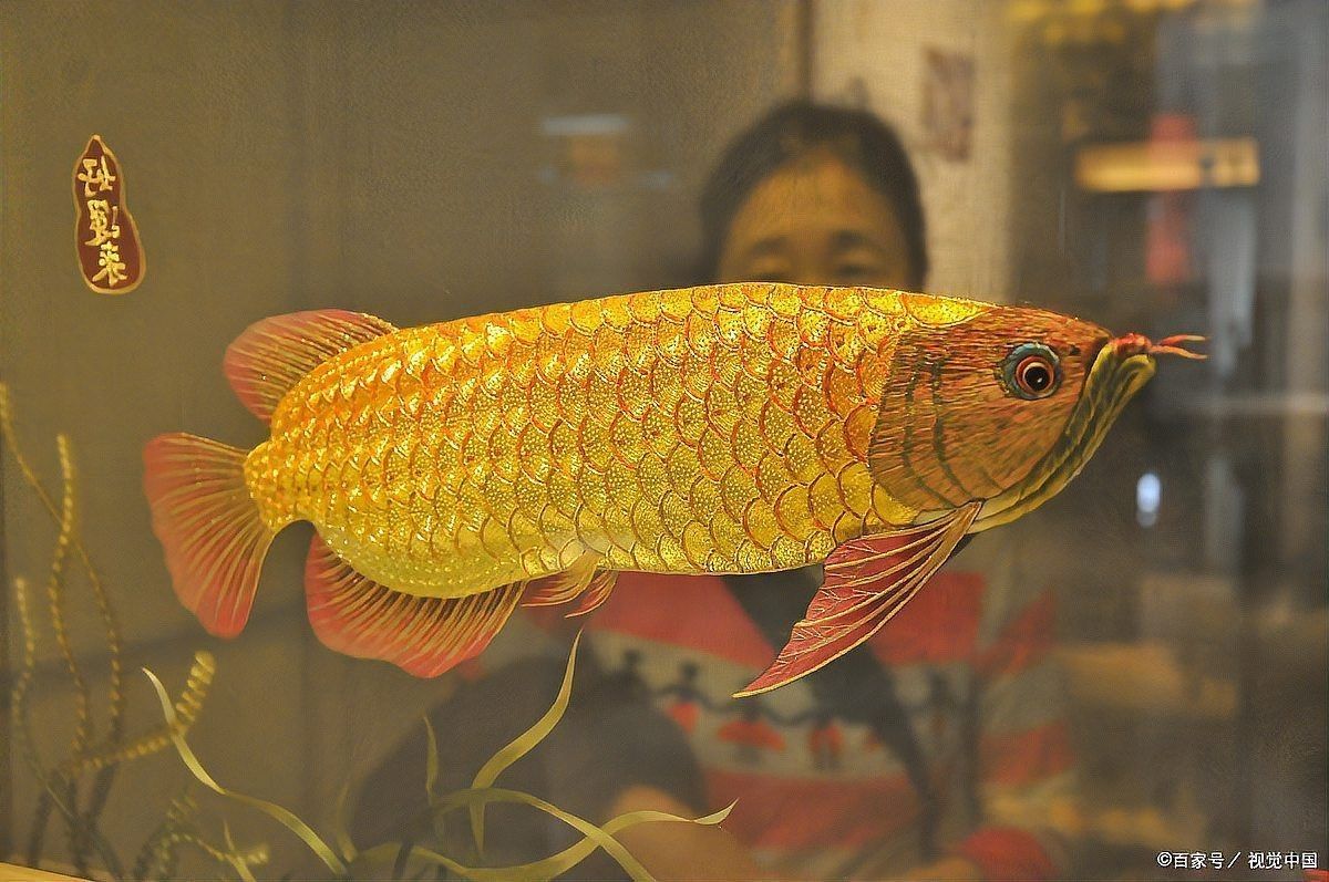 中國(guó)最貴龍魚3億一條，中國(guó)觀賞魚市場(chǎng)中最昂貴的品種售價(jià)可達(dá)3億元一條 中國(guó)最貴龍魚3億一條，中國(guó)觀賞魚市場(chǎng)中最昂貴的品種售價(jià)可達(dá)3億元一條 龍魚百科 第4張