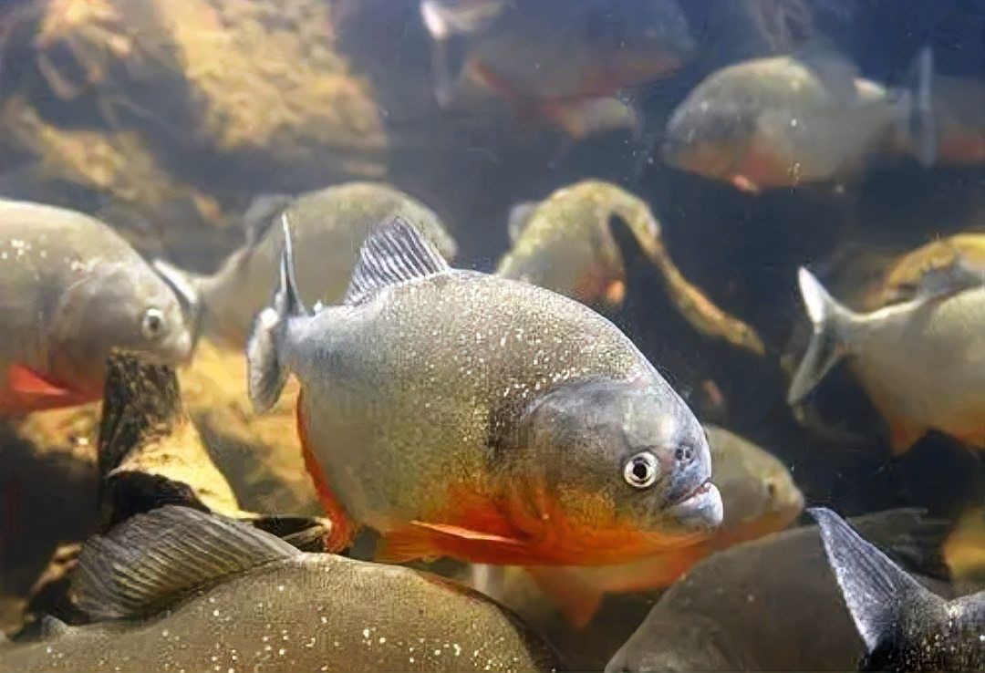 鯉魚為什么吃人的傳說|民間流傳著諸多關于鯉魚吃人的神秘傳說