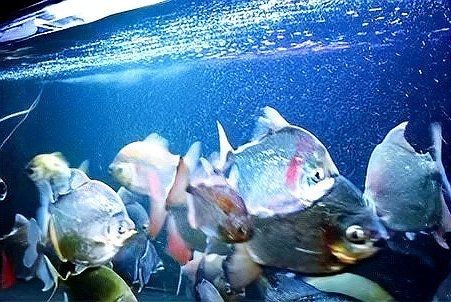 紅眼白子銀板魚簡介|紅眼白子銀板魚