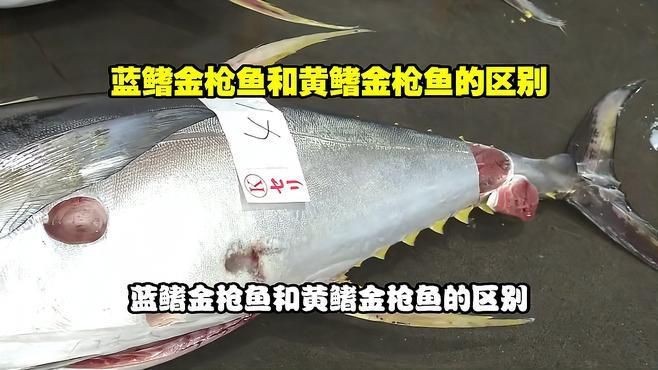藍(lán)鰭金槍魚好還是黃鰭金槍魚好|藍(lán)鰭金槍魚與黃鰭金槍魚有啥區(qū)別藍(lán)鰭和黃鰭有啥區(qū)別