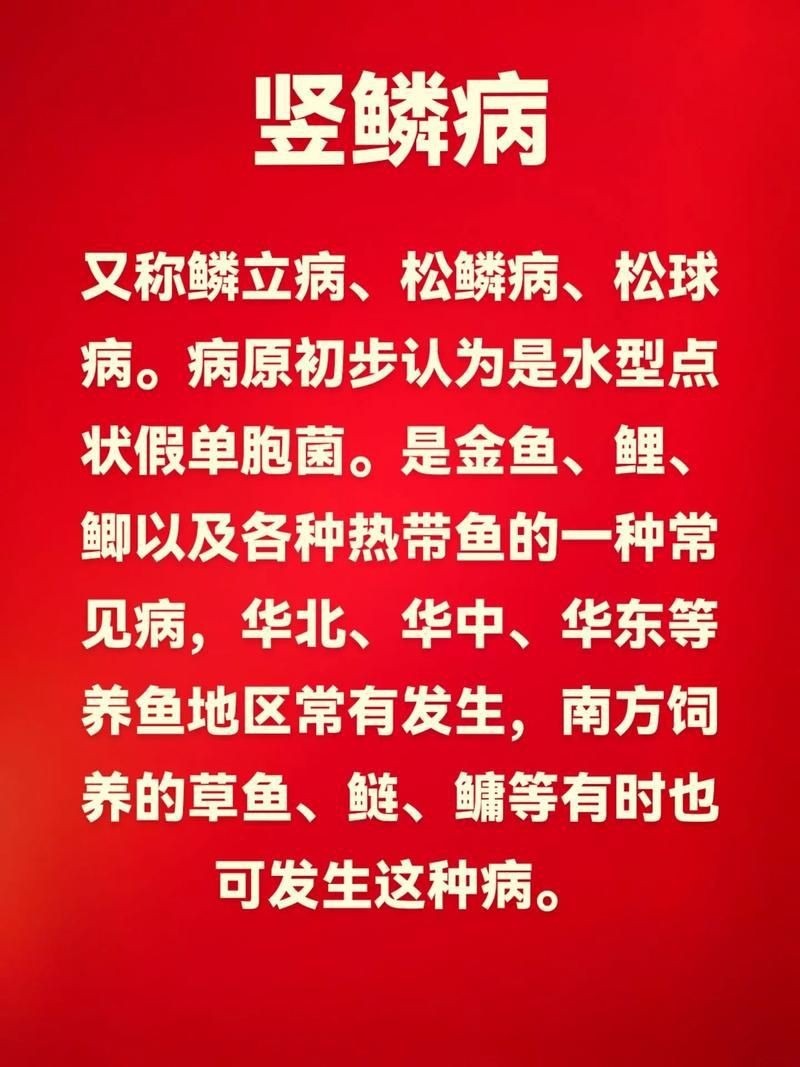 魚豎鱗病圖片，觀賞魚“炸鱗”是什么養魚人最頭疼的問題與解決辦法