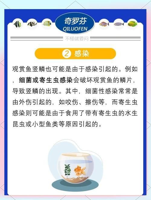 魚豎鱗病圖片，觀賞魚“炸鱗”是什么養魚人最頭疼的問題與解決辦法