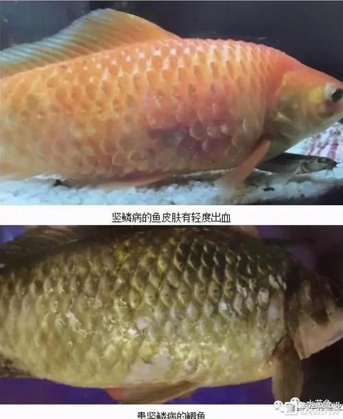 魚豎鱗病圖片，觀賞魚“炸鱗”是什么養魚人最頭疼的問題與解決辦法
