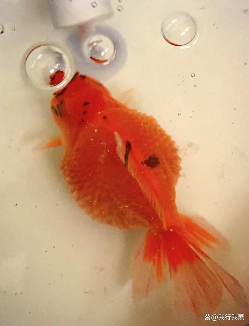 魚豎鱗病圖片，觀賞魚“炸鱗”是什么養魚人最頭疼的問題與解決辦法