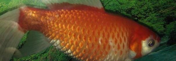 魚豎鱗病圖片，觀賞魚“炸鱗”是什么養魚人最頭疼的問題與解決辦法