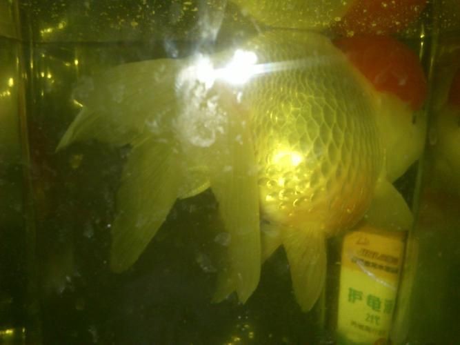 魚豎鱗病圖片，觀賞魚“炸鱗”是什么養魚人最頭疼的問題與解決辦法