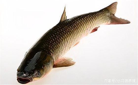 魚豎鱗病圖片，觀賞魚“炸鱗”是什么養魚人最頭疼的問題與解決辦法