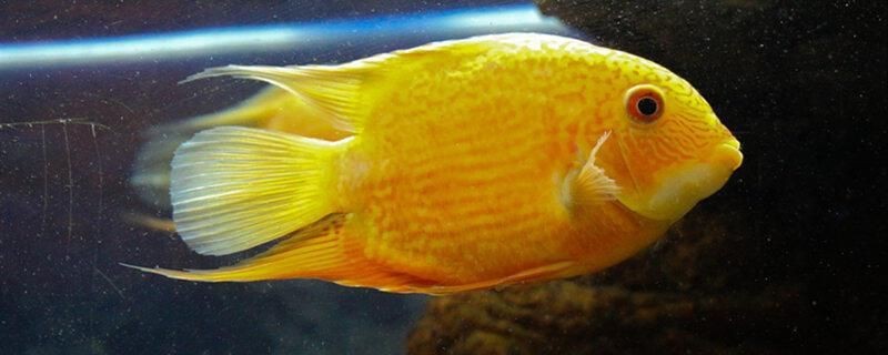 蝴蝶鯉寓意|當蝴蝶鯉進入西方水族市場，蝴蝶鯉進入西方水族市場