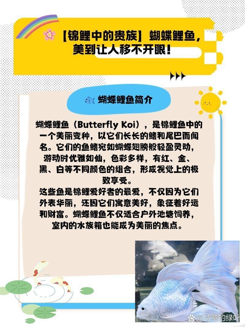 蝴蝶鯉寓意|當蝴蝶鯉進入西方水族市場，蝴蝶鯉進入西方水族市場