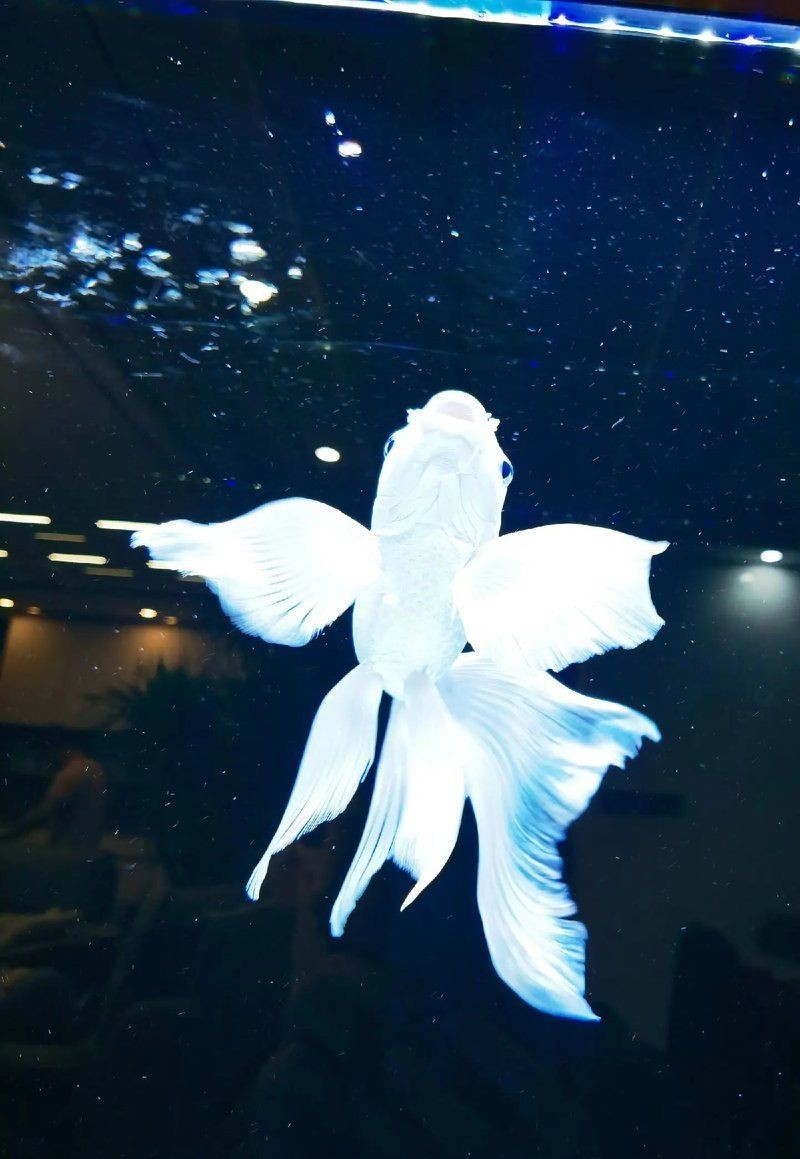 蝴蝶鯉寓意|當蝴蝶鯉進入西方水族市場，蝴蝶鯉進入西方水族市場