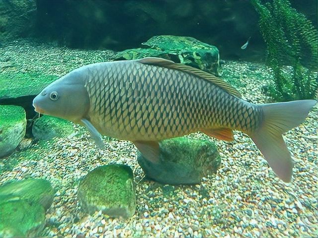 檸檬鯽最怕三個顏色|檸檬鯽最怕三個顏色展開論述，檸檬鯽對顏色敏感反應