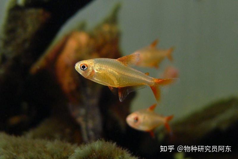 檸檬鯽最怕三個顏色|檸檬鯽最怕三個顏色展開論述，檸檬鯽對顏色敏感反應