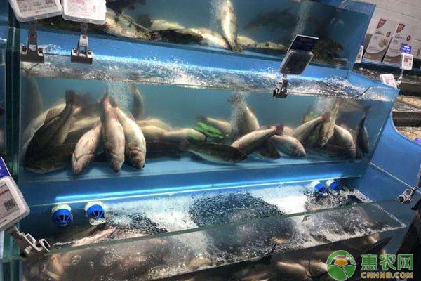 探索海洋之美，各種魚的圖片與生態多樣性，探索海洋之美，魚類圖鑒與生態多樣性全覽