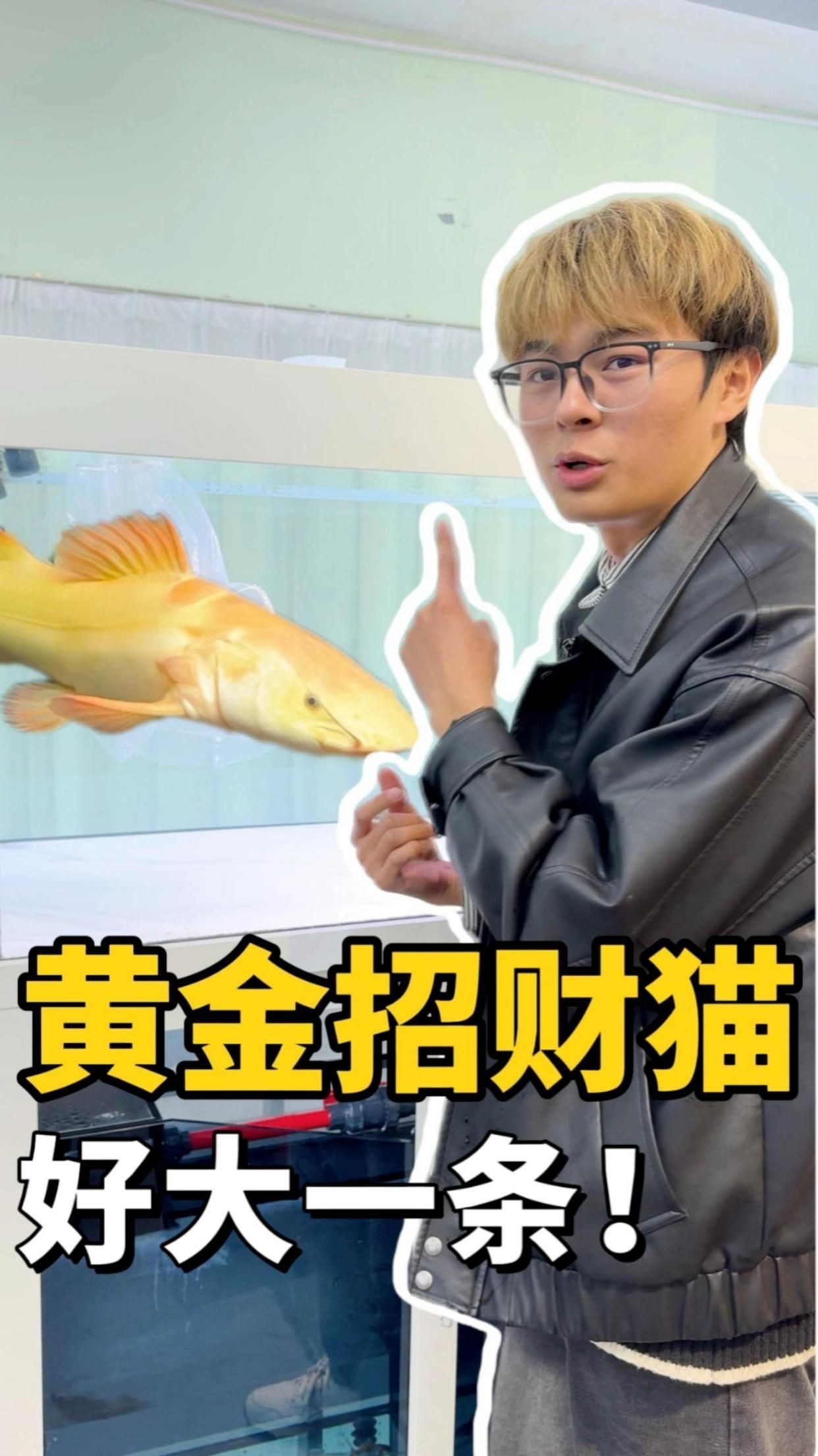 虹弦見招財貓魚怎么養才正確方法|《虹弦見招財貓魚怎么養才正確方法》 虹弦見招財貓魚怎么養才正確方法|《虹弦見招財貓魚怎么養才正確方法》 龍魚論壇 第4張